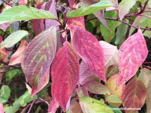 Garden for Wildlife, Red twig dogwood