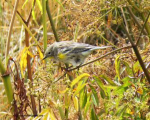 Warbler, yellow-rumped, Garden for Wildlife