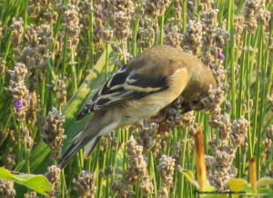 when to Prune Lavender Plants