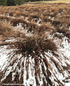 when to Prune Lavender Plants