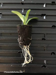 Starting and Saving Seeds, artichoke