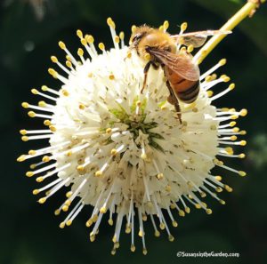 cameras, bee on buttonbush