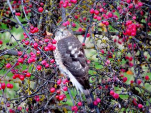 sharp-shinned hawk