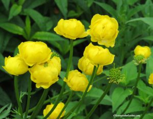 globeflowers, Cool Plants for Cold Climates