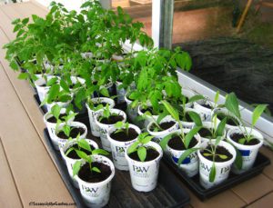 tomato plants