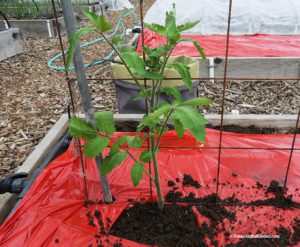 tomato plants
