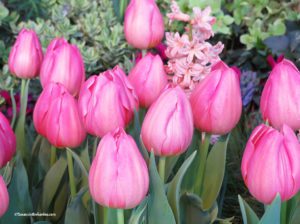 tulips, horticulture class series