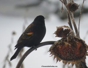 Blackbird, red-winged