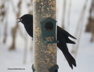 blackbird, red-winged