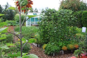 raised bed gardening