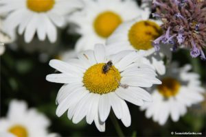 Cabin Fever Gardening Symposium, bee on daisy
