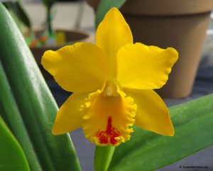 Orchid Show and Sale