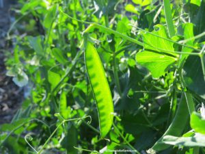 Planting and Supporting Peas