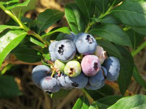 grow blueberries