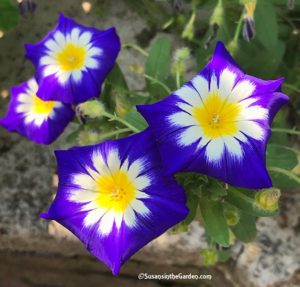 annual flowers, morning glory Blue Ensign