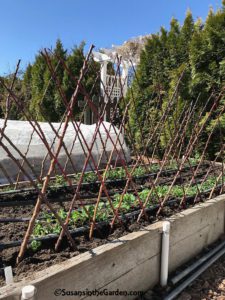 planting and supporting peas