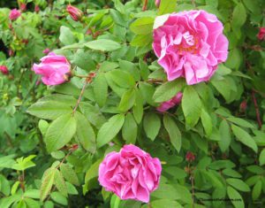 wonderful rose, Therese Bugnet