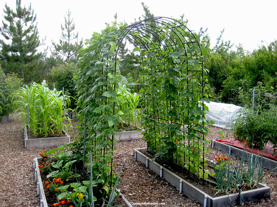 May 12 Column: How to Grow Beans - Susan's in the Garden