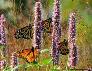 Pollinator Garden, Monarch butterflies