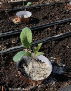 growing cabbage family crops