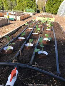 growing cabbage family crops