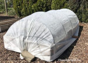 growing cabbage family crops