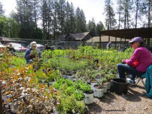 Friends of Manito spring plant sale