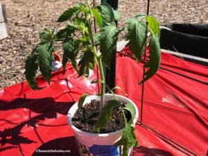 tomato seedling