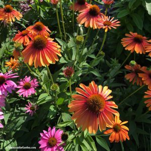 cultural practices, coneflowers