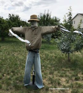 garden scarecrow