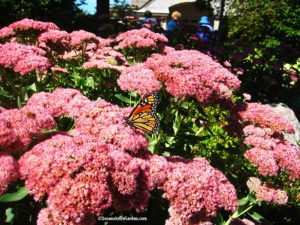 Spokane in Bloom tour, Sedum, monarch butterfly