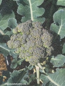 broccoli harvesting