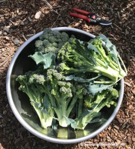broccoli harvesting