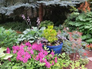 Local gardener profile, Hagney