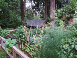 Local gardener profile, Hagney