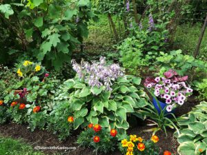 Local gardener profile, Hagney