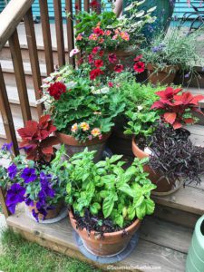 Local gardener profile, Hagney