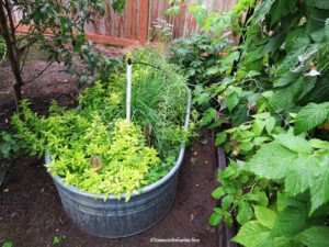 local gardener profile Laurie Jarmer