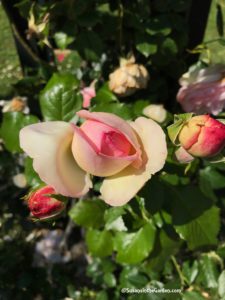 Roseraie de L'Hay Les Roses