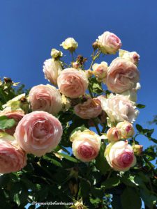 Roseraie de L'Hay Les Roses