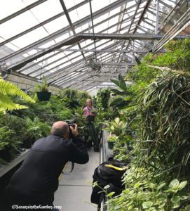 Five easiest houseplants to grow