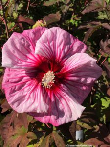 Friends of Manito fall plant sale, hardy hibiscus