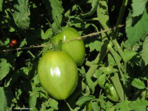 green tomatoes