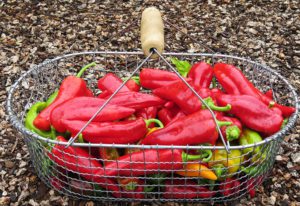 season wrap-up, peppers