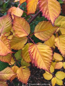 October garden tasks