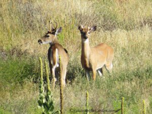 Deer-Resistant Design