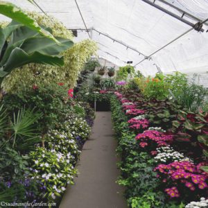 Get Your Garden Fix, Gaiser Conservatory
