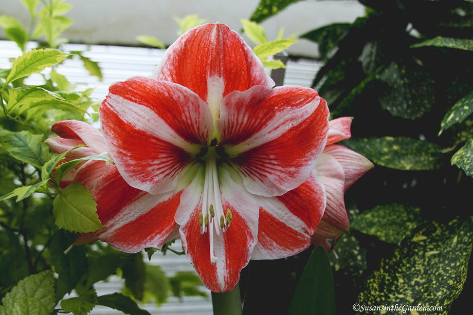 how to say amaryllis flower