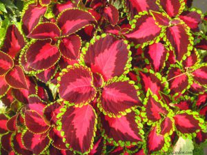 coleus, Cabin Fever Gardening Symposium