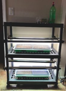 growing microgreens refresher